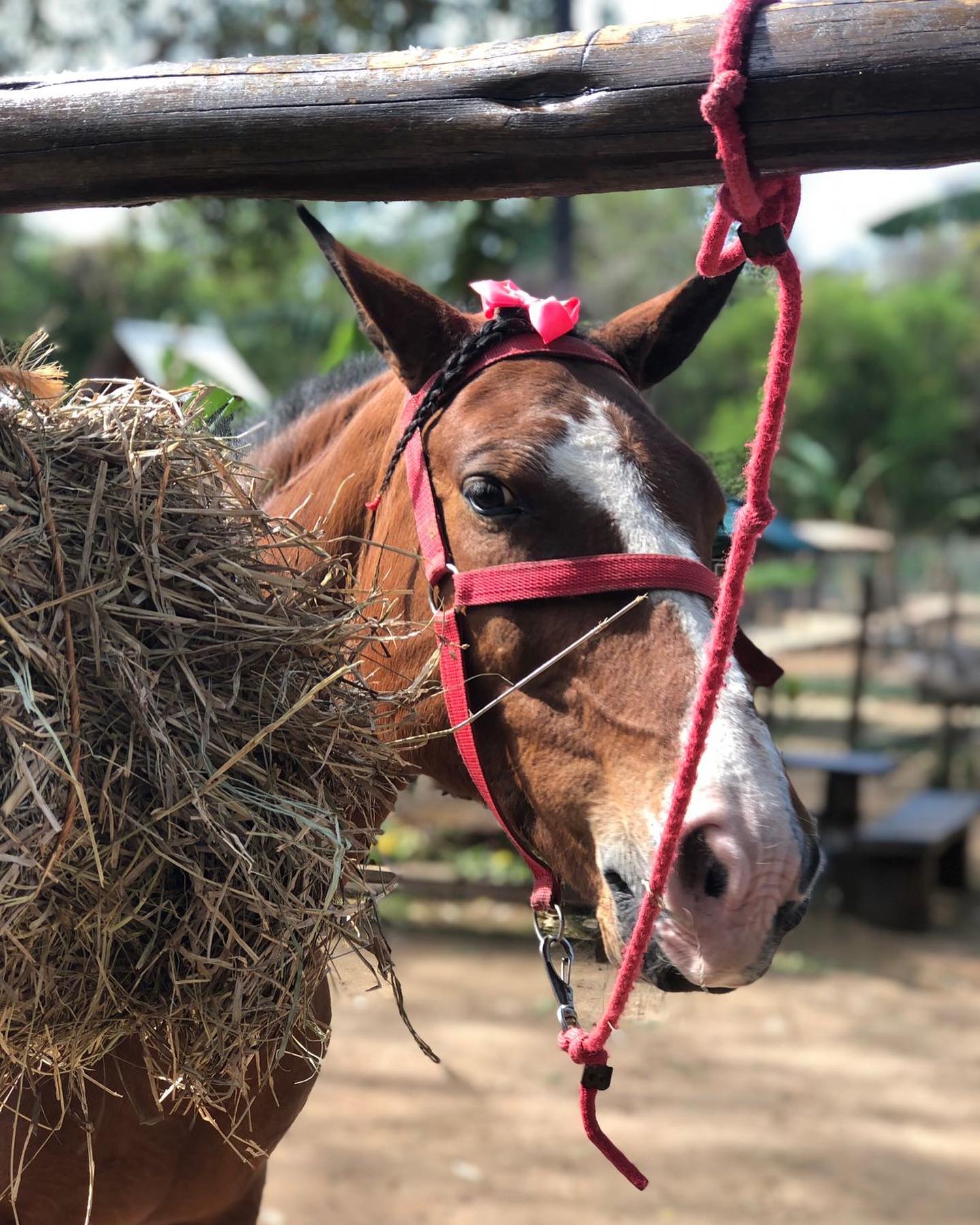 Princesa a égua